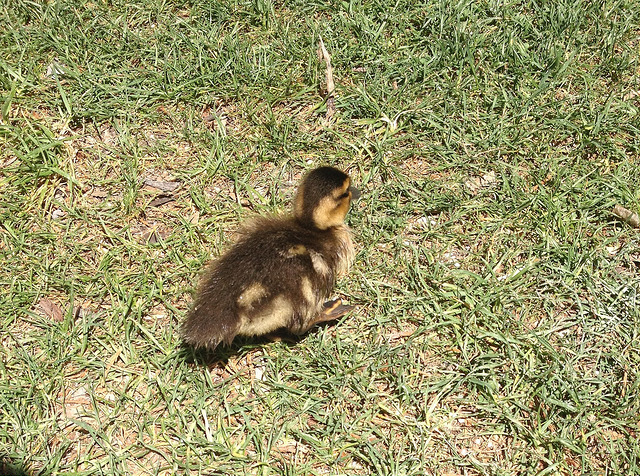 Wee duckling at the botanical gardens