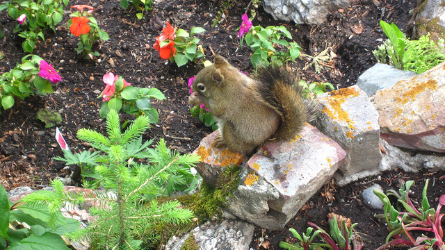 Baby squirrel having a snack