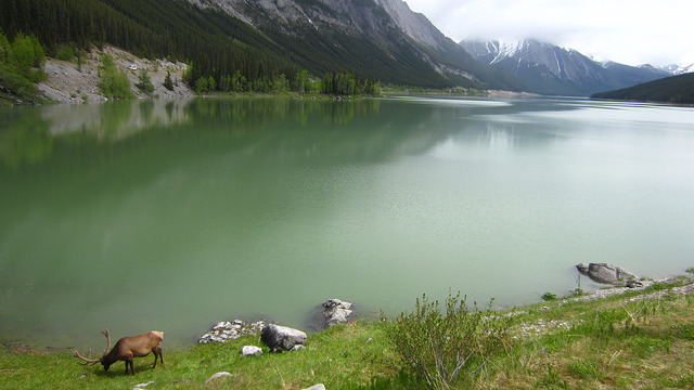 Caribou at Medicine Lake