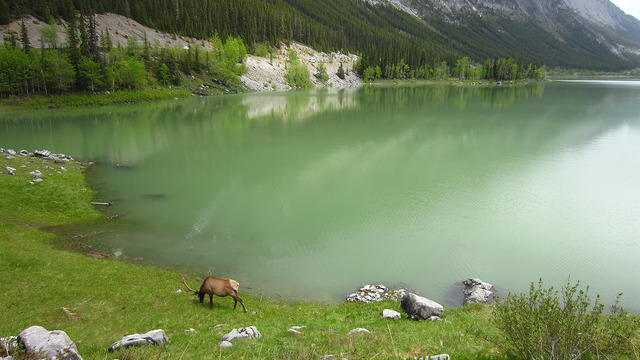 Caribou at Medicine Lake