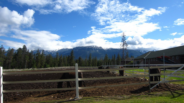 Horse-riding in Jasper