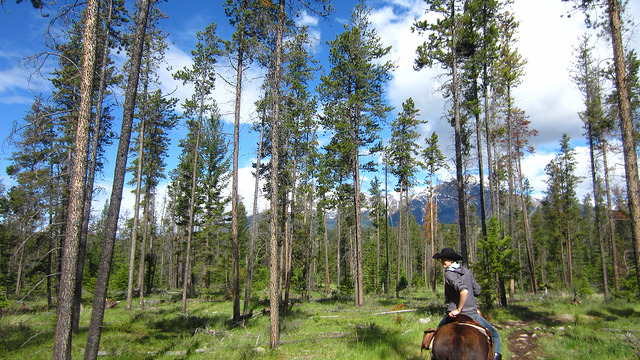 Horse-riding in Jasper