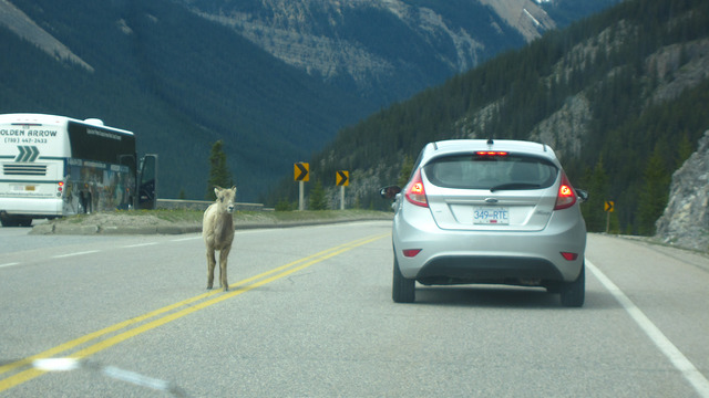 Mountain sheep at Icefields Parkway