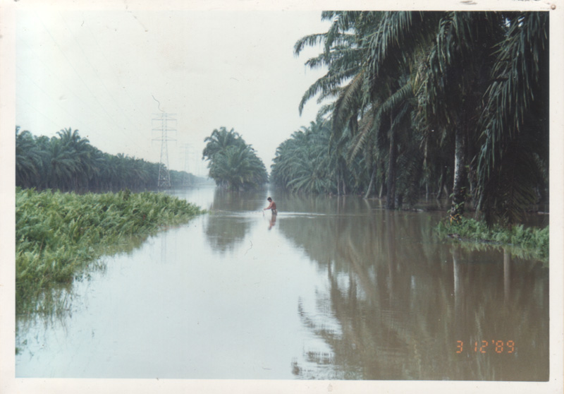 Flooded oil palm estate