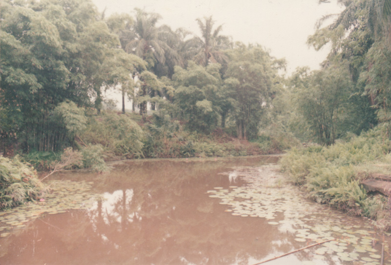 Jungle part of oil palm plantation