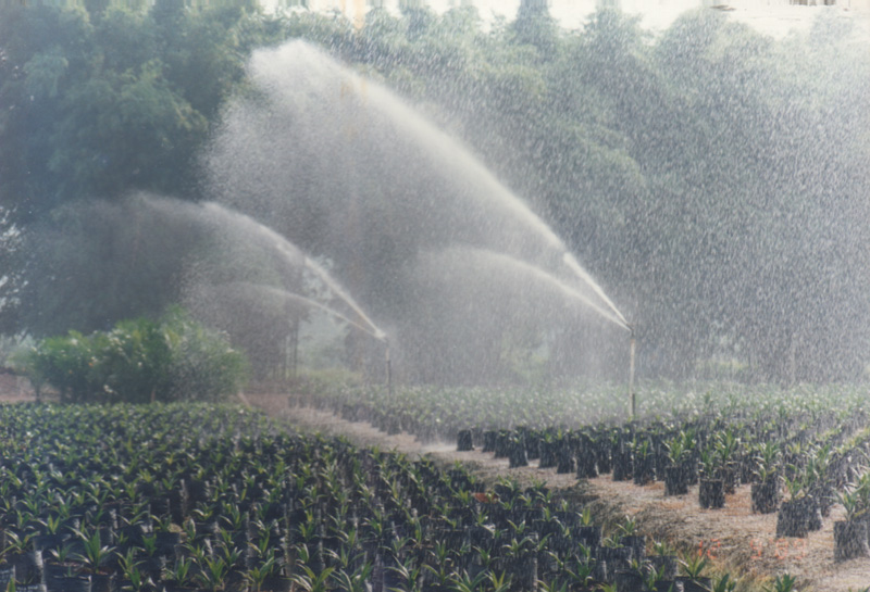 Little baby oil palms being watered