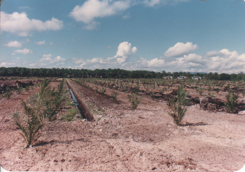 Young oil palm freshly planted
