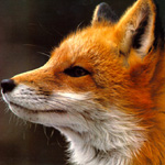 fox!jana