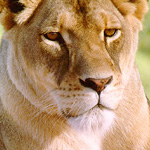 lioness!jana